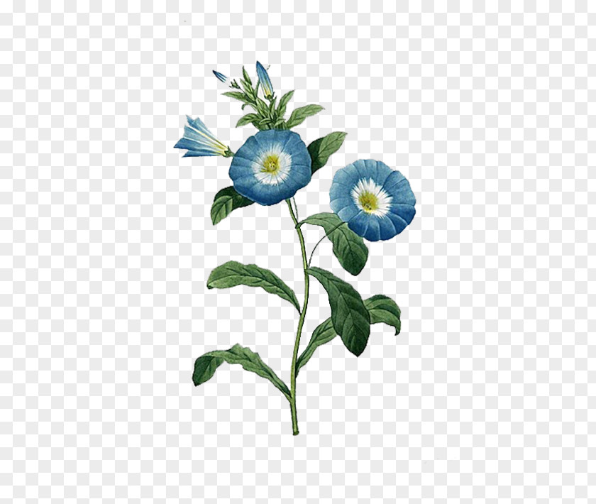 Blue Trumpet Botanical Illustration Flower Botany Printmaking PNG