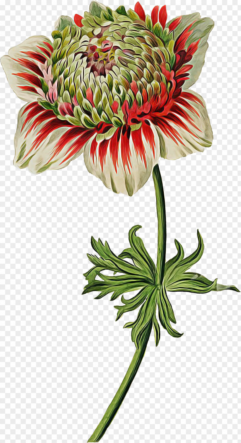 Flower Plant Protea Petal Cut Flowers PNG