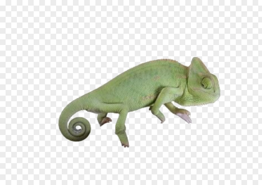 Gecko Figurine Green Board Background PNG