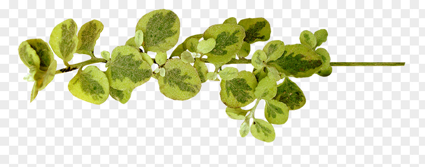 Herb Plant Stem PNG