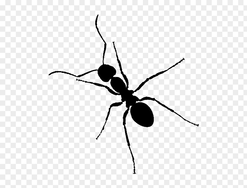 Insect Black Garden Ant Clip Art PNG