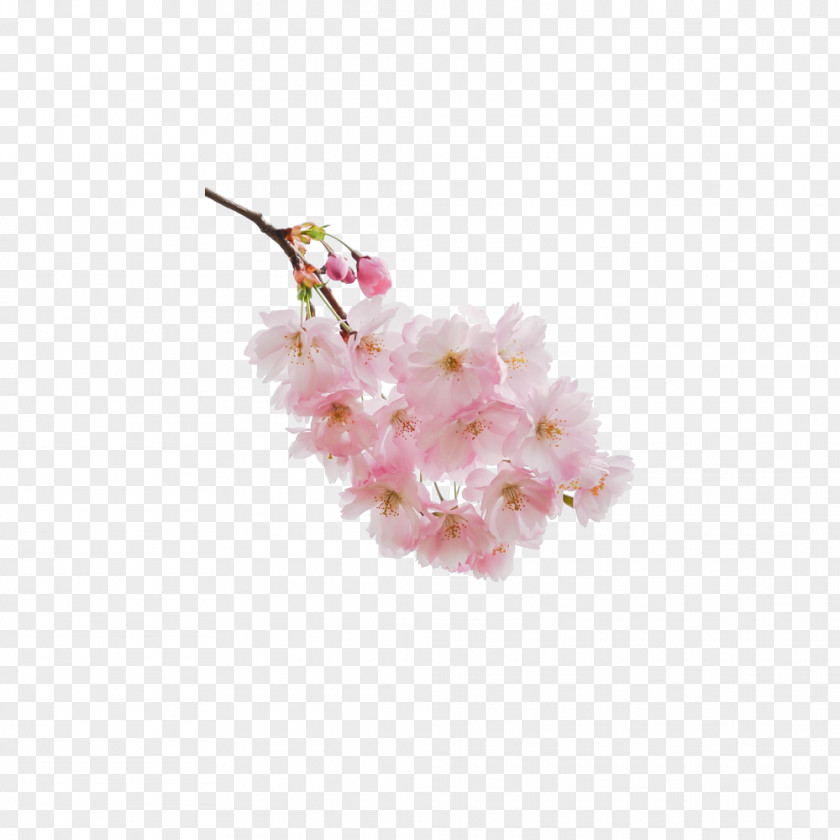 Bunch Of Cherry Blossom Download PNG