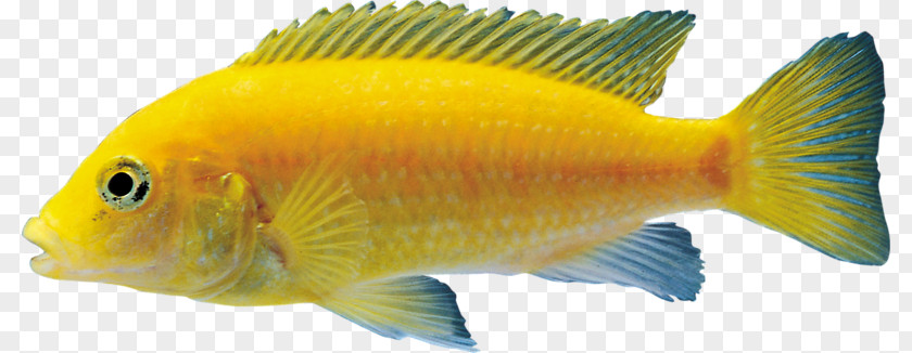 Fish Goldfish Tilapia Aquarium PNG