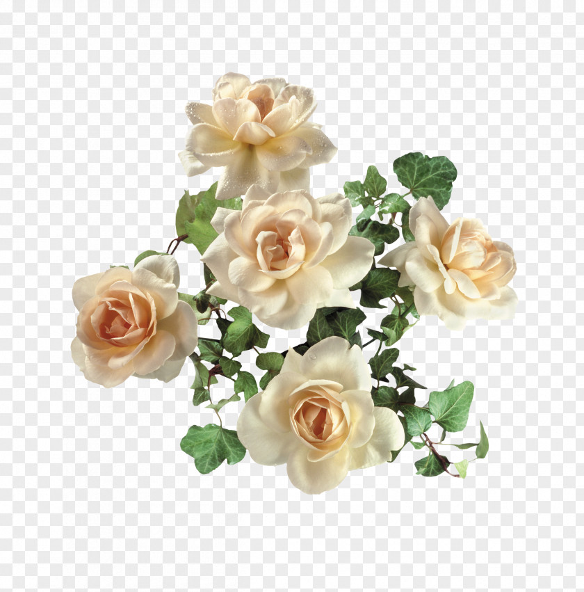 Golden Rose Garden Roses Digital Image Clip Art PNG