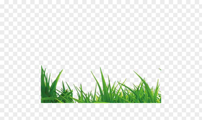 Grass Handbook Of Green Energy Microchloa PNG
