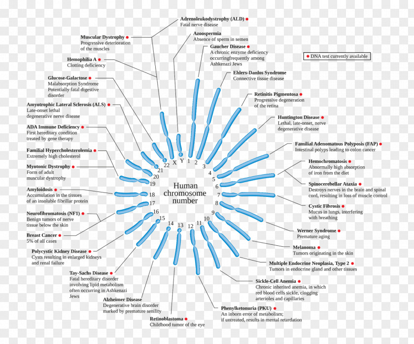 Myotonic Dystrophy Chromosome Abnormality Genetic Disorder Jacobsen Syndrome Disease PNG