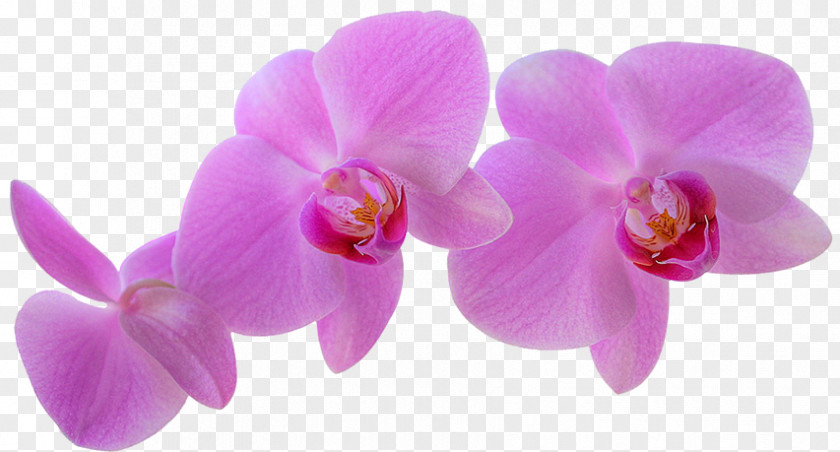 Plant Orchids Aidipsos Peter Trawl Flower PNG