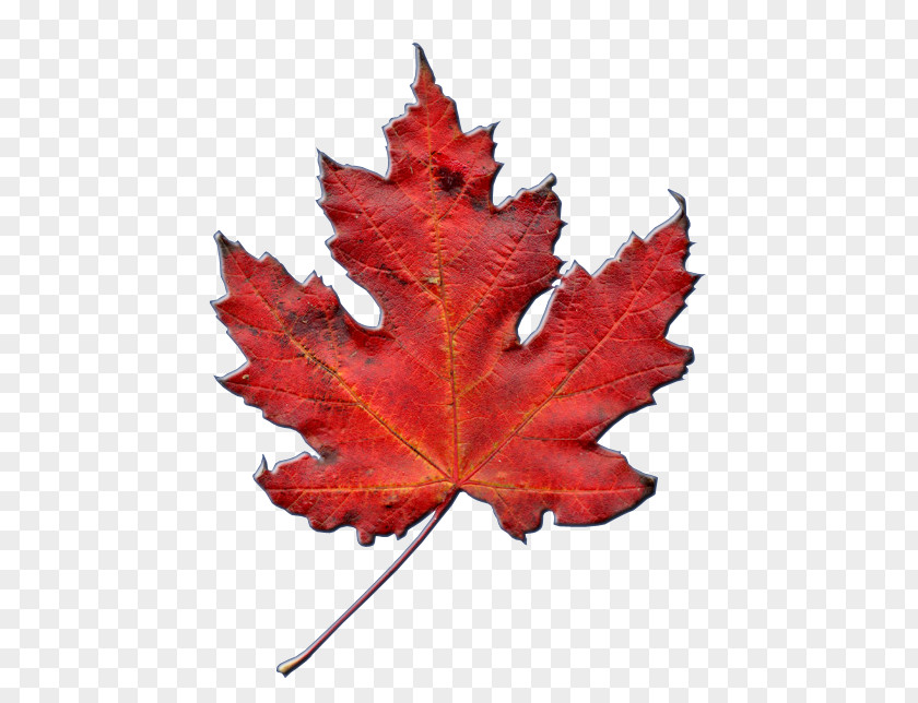 Symbol Maple Leaf National Symbols Of Canada Watertown Community Church PNG