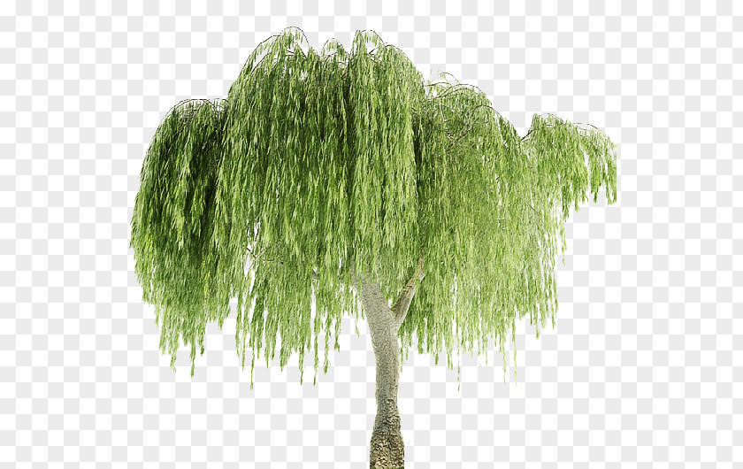 Tree Weeping Willow Plant Leaf PNG