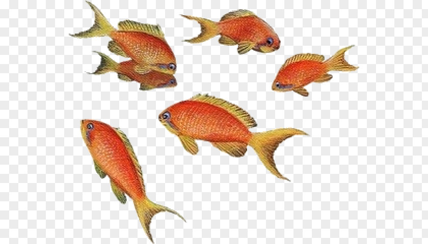 Fish Goldfish Angelfish Aquarium Tropical PNG
