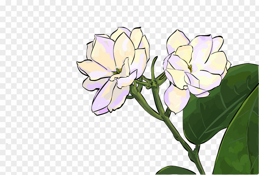 Flower Jasmine Quanzhou Desktop Wallpaper Illustration Painting PNG