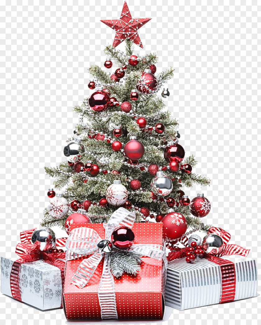 Interior Design Conifer Christmas Tree PNG