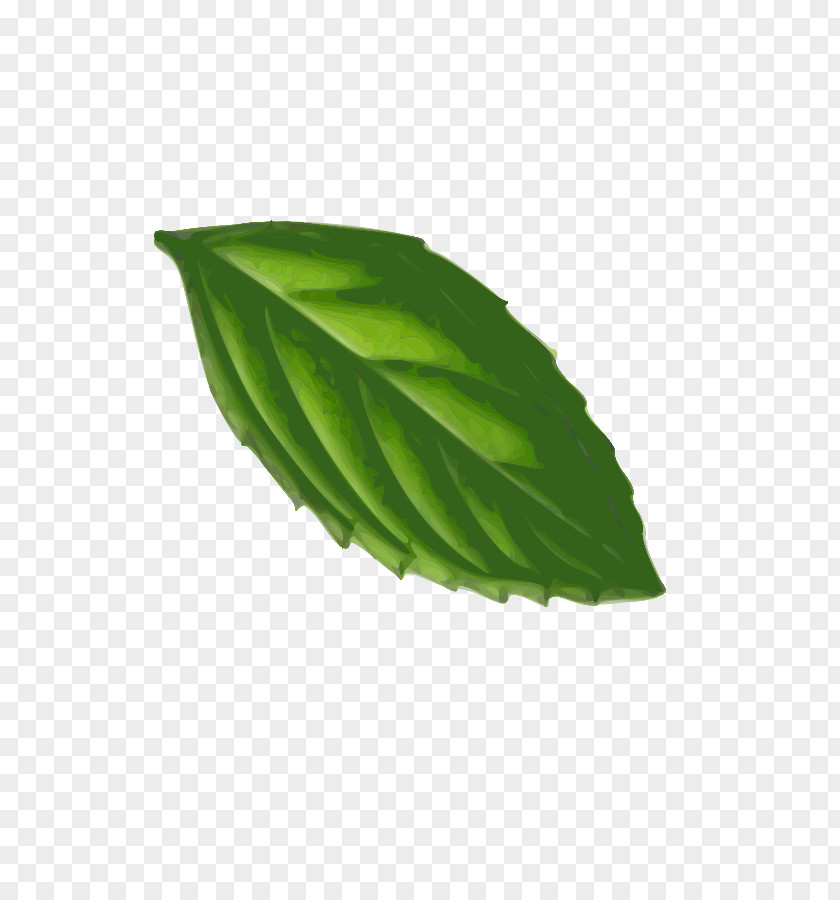 Oak Leaf Vector Peppermint Clip Art PNG