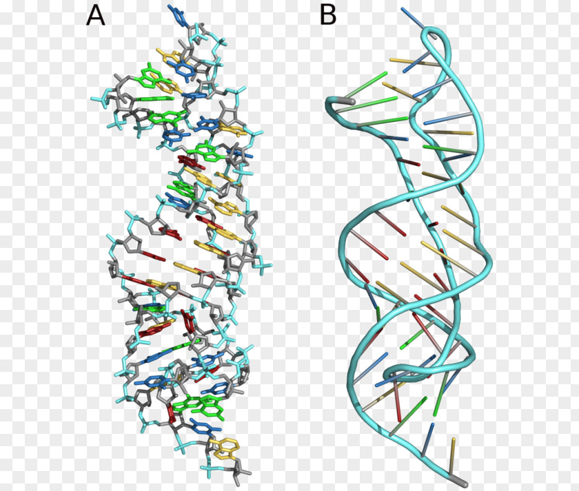 Pseudoknot Nucleic Acid Secondary Structure Stem-loop Protein Telomerase RNA Component PNG