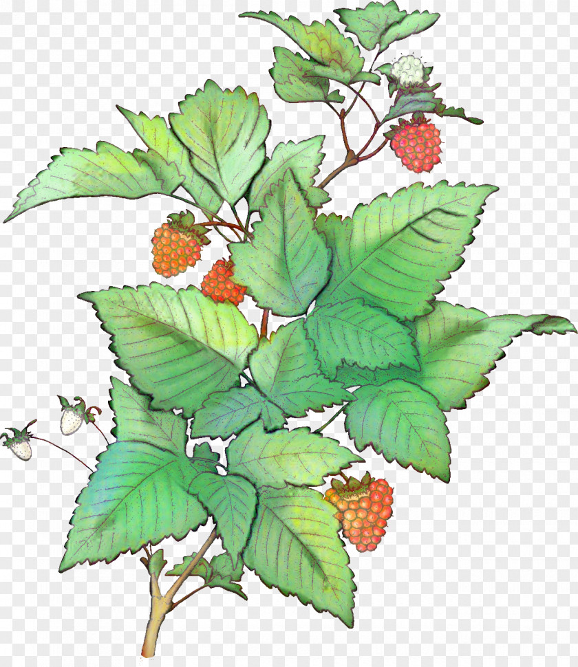 Rubus Berry Woody Background PNG