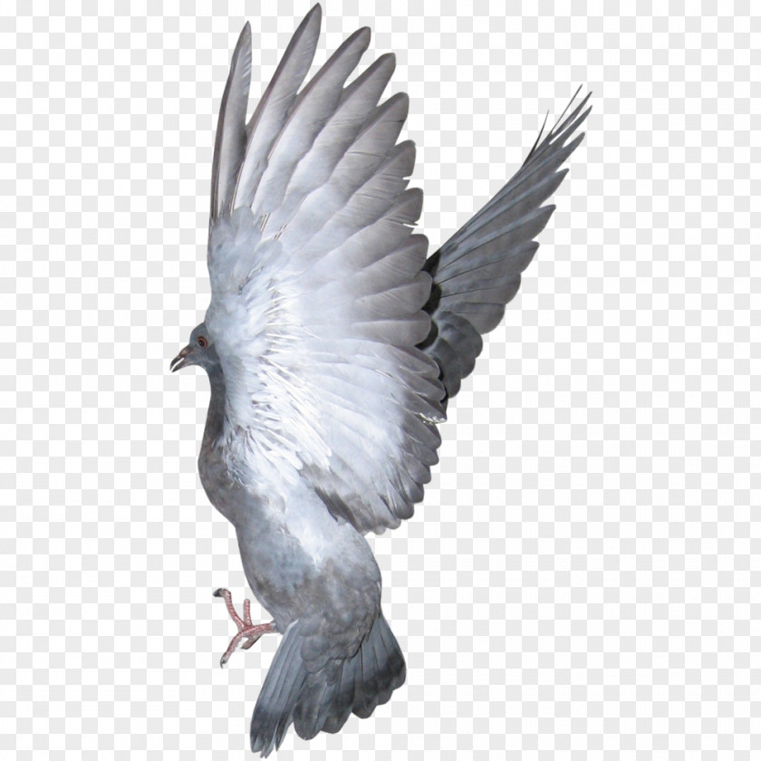 The Wings Of A Dove,Eagle Columbidae Bird PNG