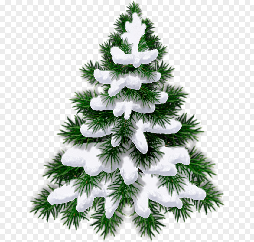 New Year Tree 0 1 Divination PNG