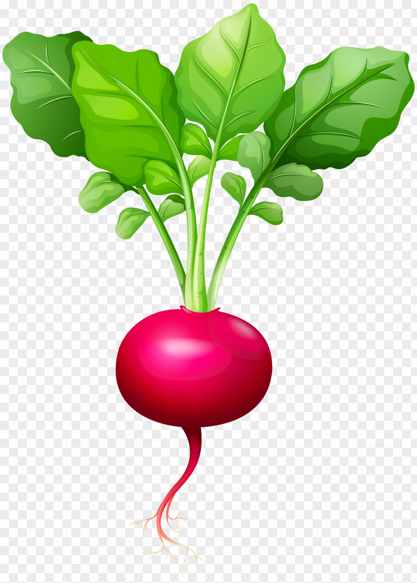 Radish Daikon Beetroot Leaf Vegetable Clip Art PNG