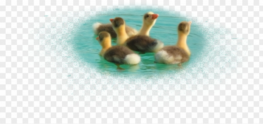 Swimming Duck PNG