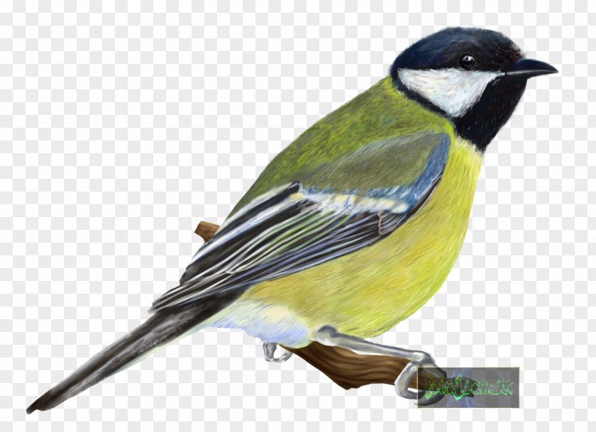 Bird Finches Great Tit Eurasian Blue American Sparrows PNG