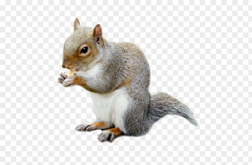 Squirrel Fox Rat Mouse Rodent PNG