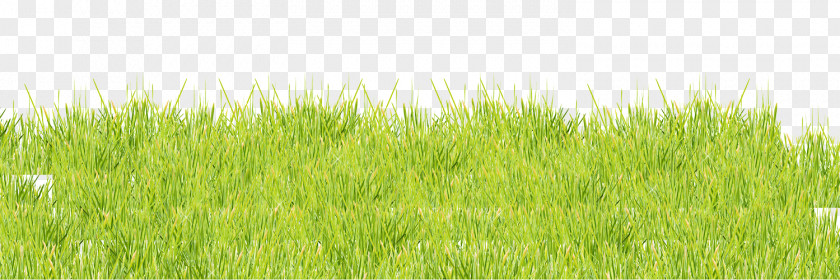 Vibrant Green Grass Vetiver Lawn Meadow Wheatgrass PNG