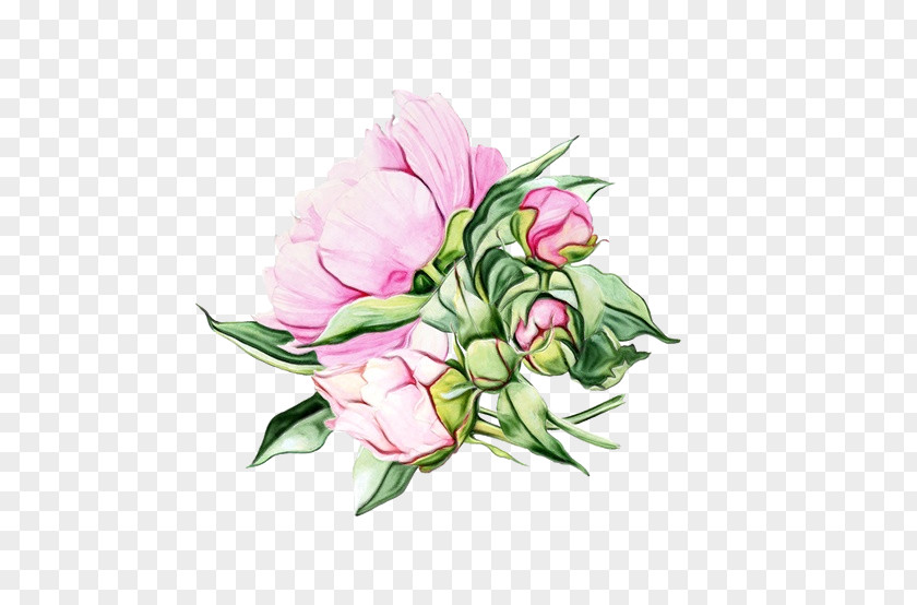 Watercolor Paint Lisianthus Flower Background PNG