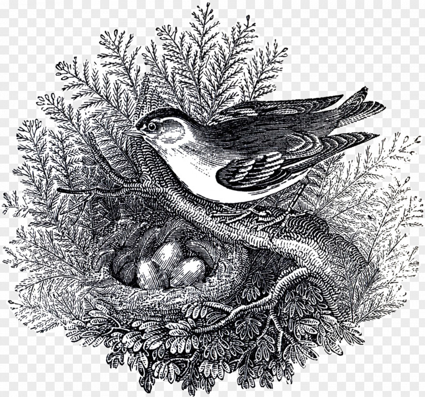 Bird Nest Of Prey Drawing /m/02csf PNG