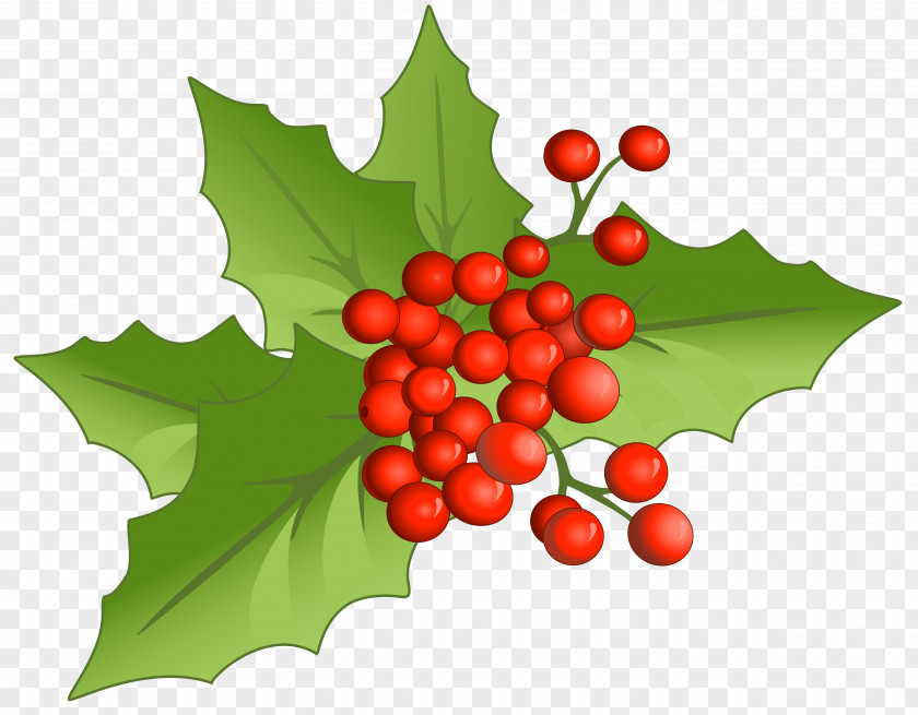 Christmas Large Mistletoe Clipart Holly Aquifoliales Natural Foods Fruit PNG