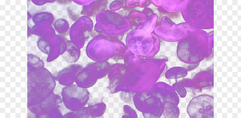 Dream Jellyfish Purple Petal Computer Wallpaper PNG
