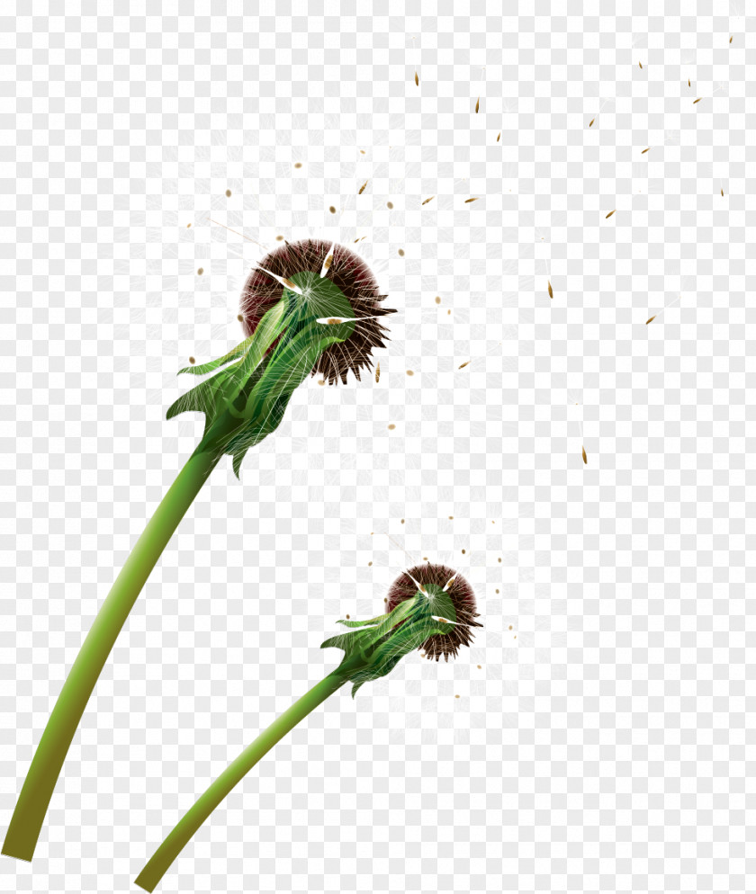 Dandelion Insect Plant LiveInternet Invertebrate PNG