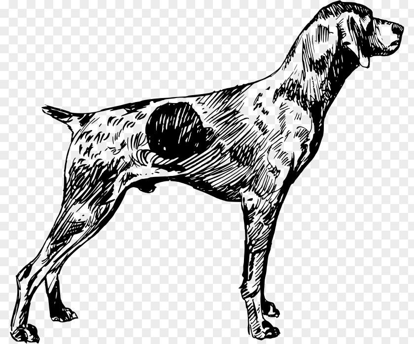 English Setter Dog Breed German Shorthaired Pointer Wirehaired PNG