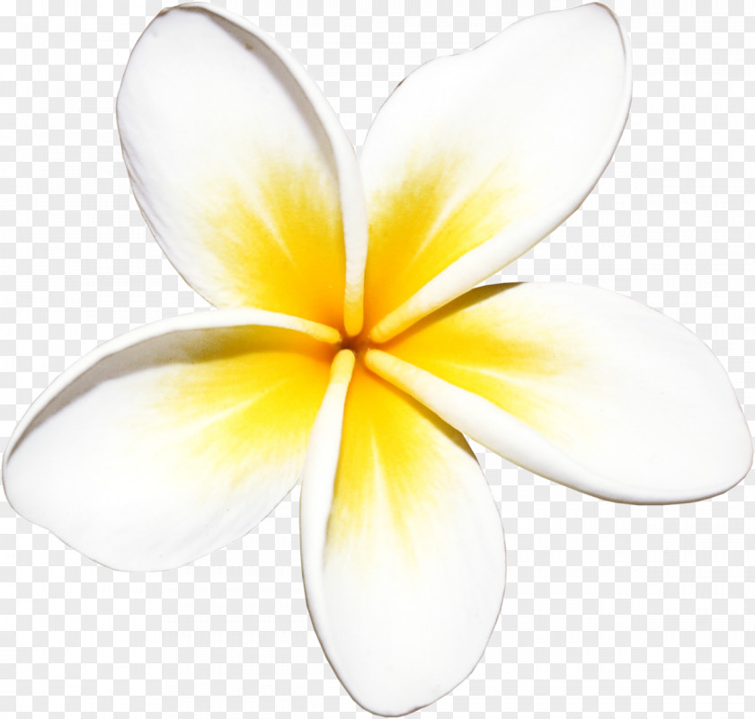 Plant Flower Frangipani Petal Clip Art PNG