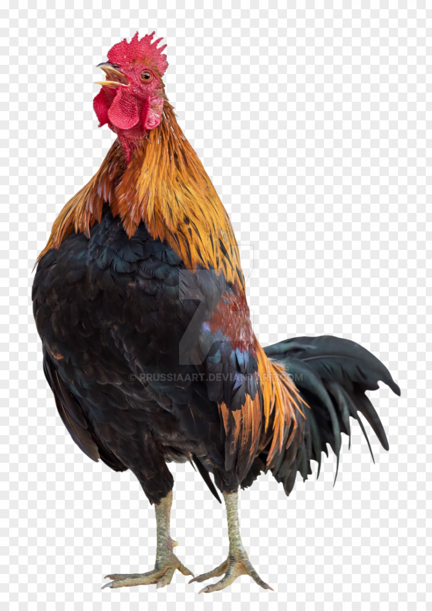 Rooster Chicken Poultry PNG