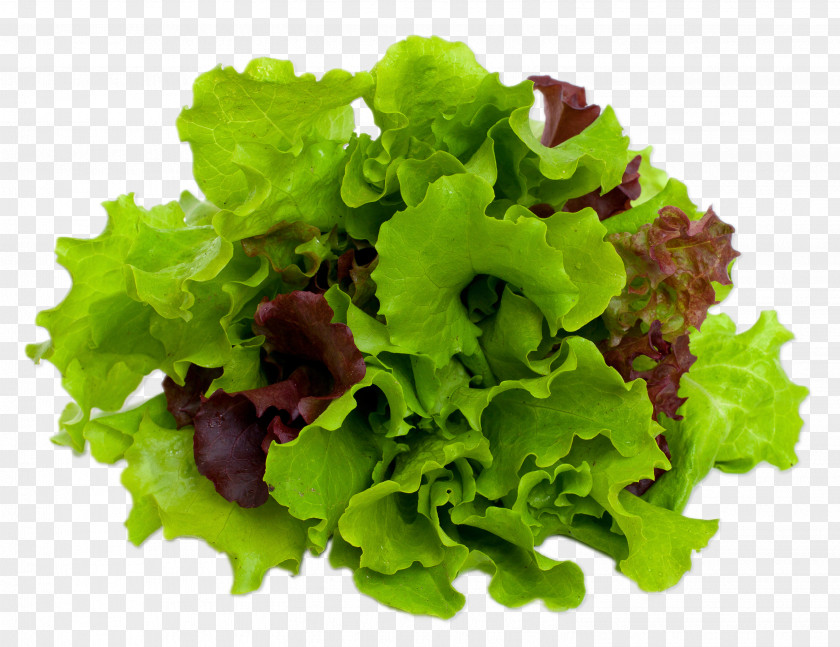 Salad Mesclun Caesar Lettuce Leaf Vegetable PNG