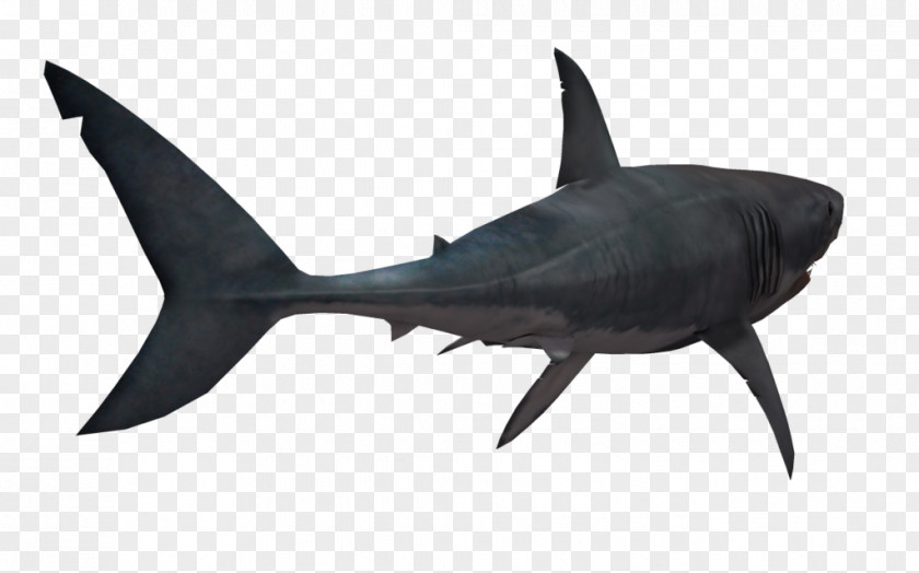 Shark Transparent Image Clip Art PNG