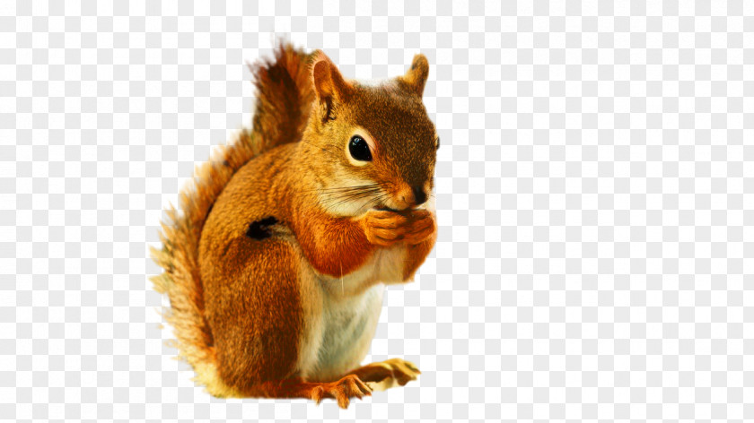 Wildlife Douglas Squirrel Fox Cartoon PNG