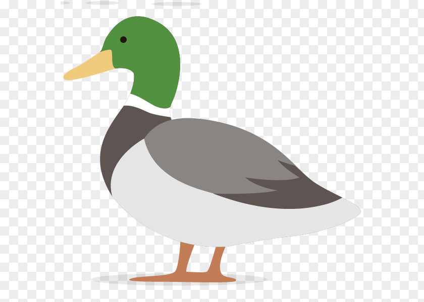 Duck Cartoon Vector Graphics Illustration Image PNG