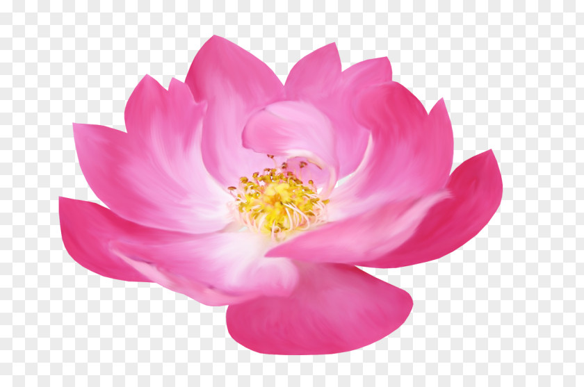 Lotus Flower Nelumbo Nucifera Clip Art PNG