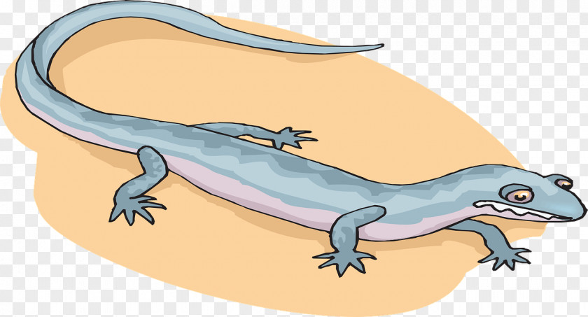 Salamander Cartoon Newt Clip Art PNG