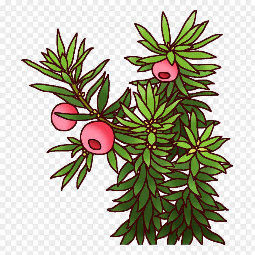 Spruce Plant Stem Leaf Flower Branch PNG