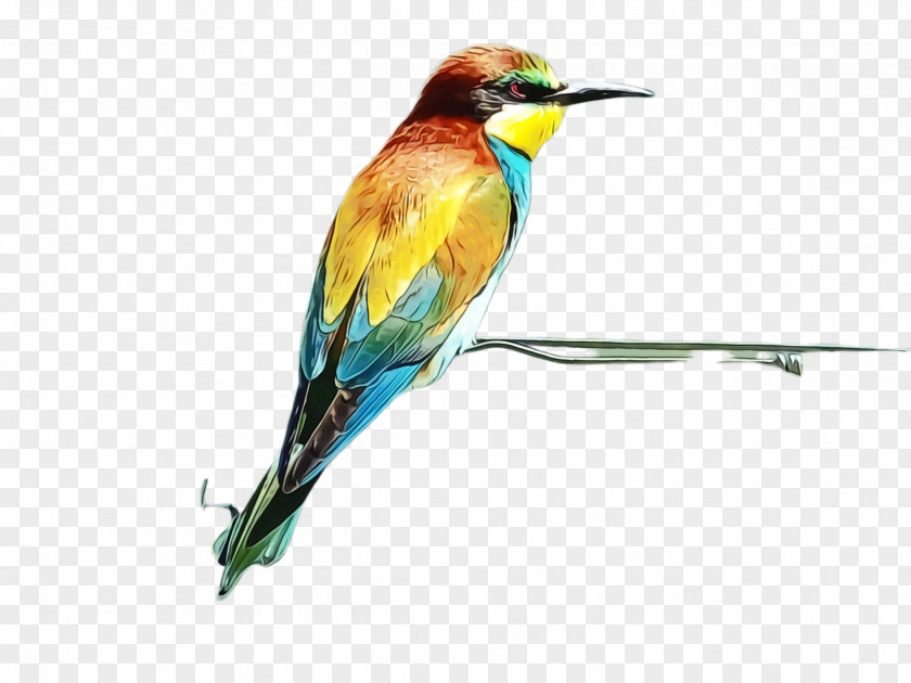Bee Eater Coraciiformes Background PNG