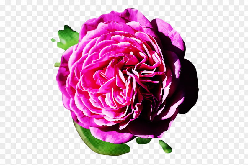 Garden Roses PNG