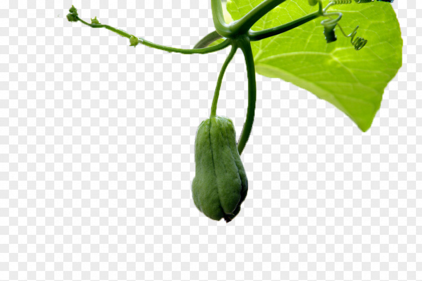 Hanging On The Vine Of Green Buddha Melon Chayote PNG