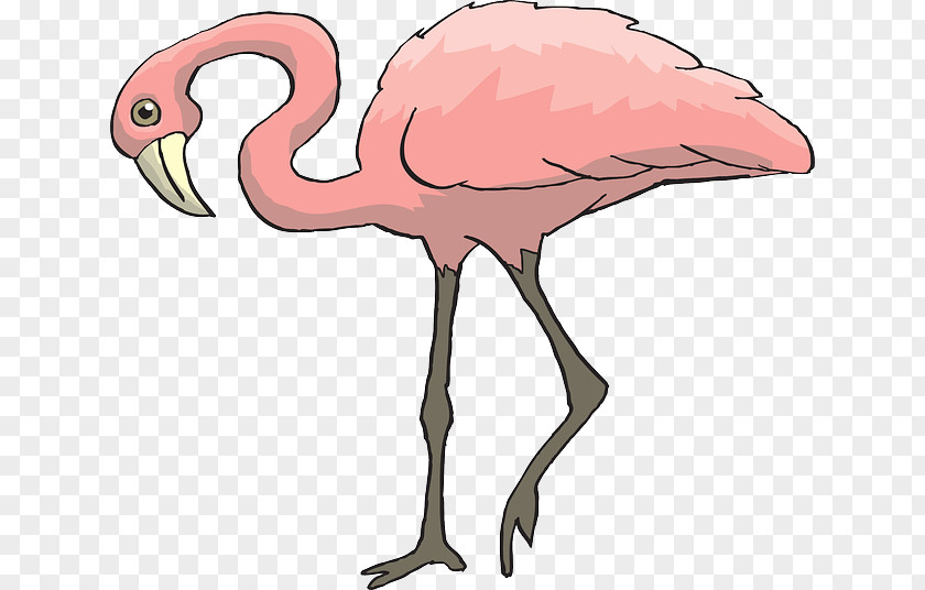 Pink Bird Animal Clip Art PNG