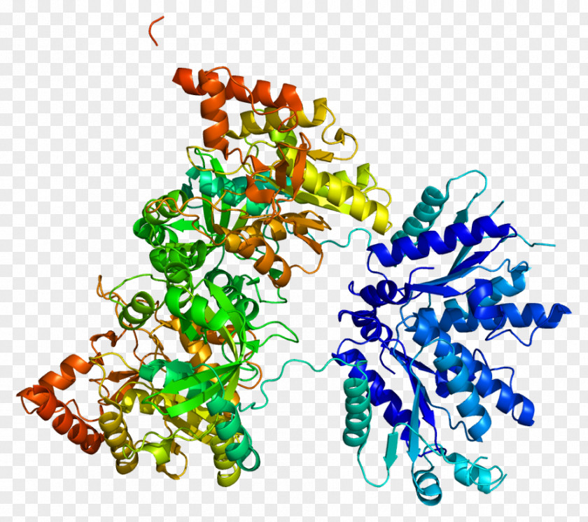 Protein PAPSS1 3'-Phosphoadenosine-5'-phosphosulfate Gene GLYCAM1 PNG