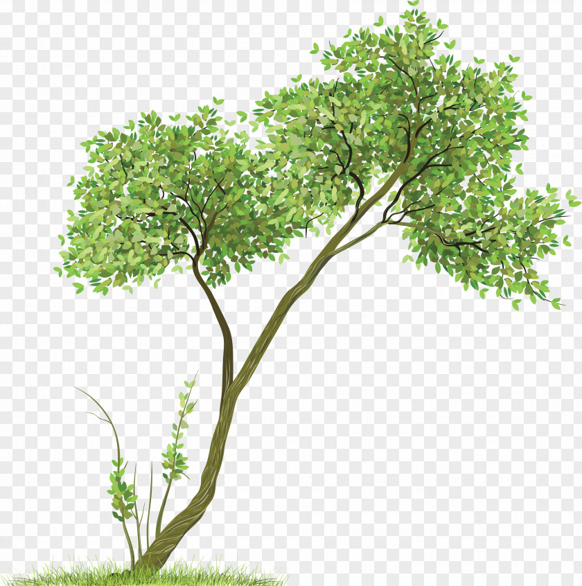 Tree Image Maura Pfefferman Rendering PNG