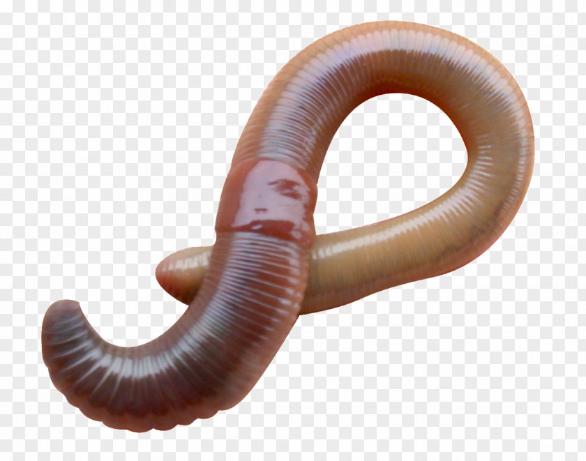 Earthworm Eisenia Fetida Vermicompost European Nightcrawler PNG