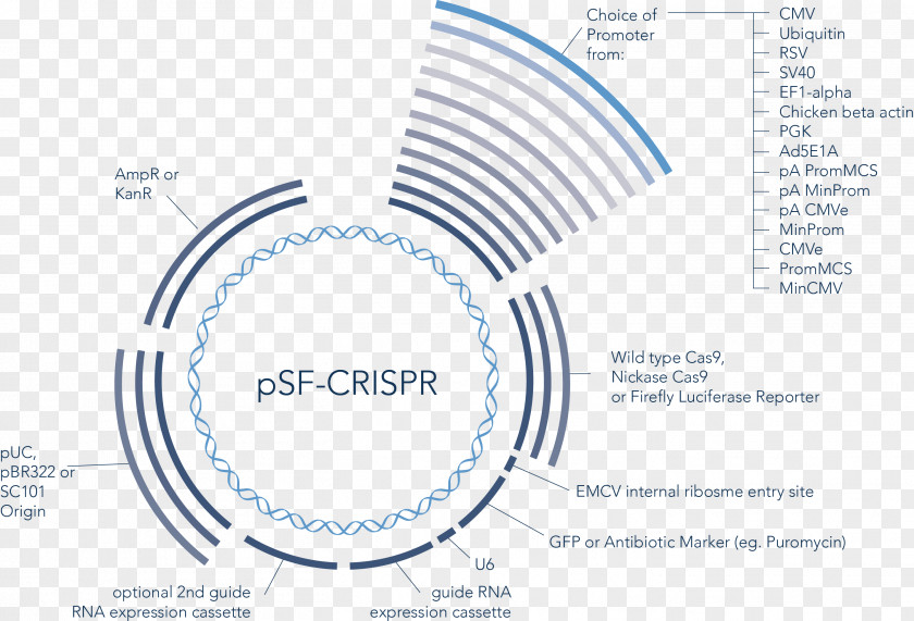 Gene Vector CRISPR Guide RNA Green Fluorescent Protein DNA PNG