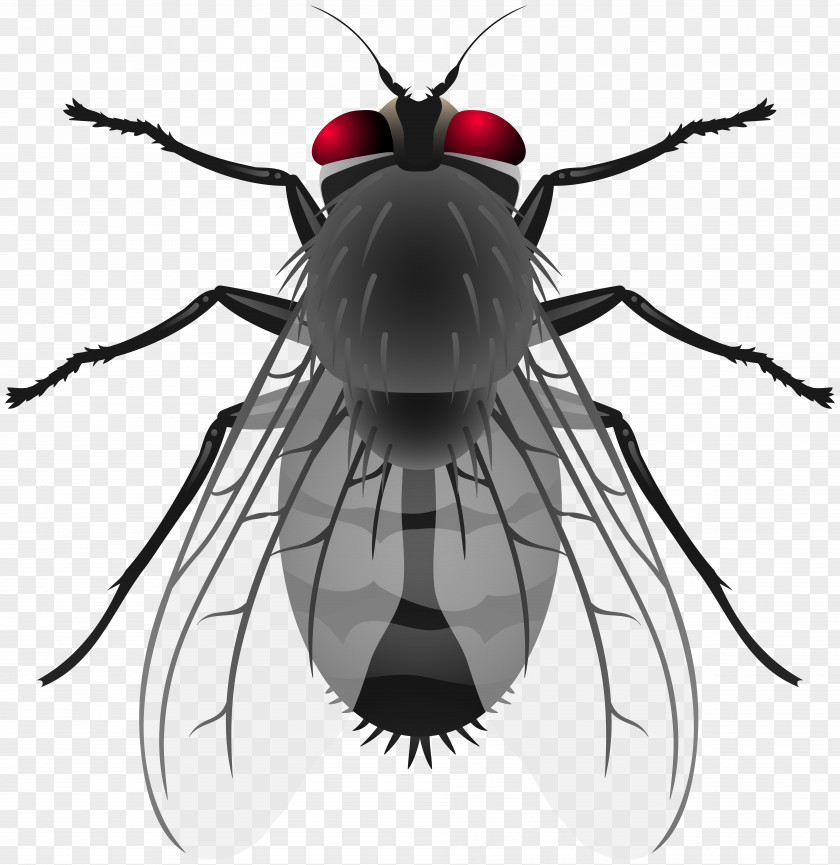 Insect Housefly Clip Art PNG